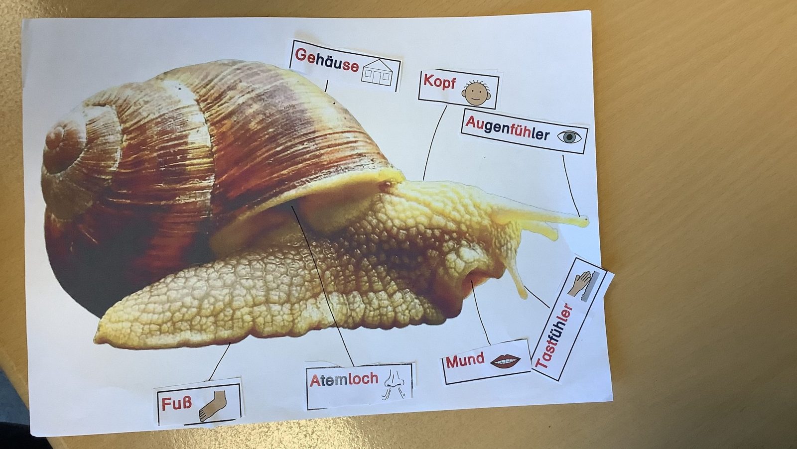 Ein Plakat mit verschiedenen Begriffen zum Thema Schnecke
